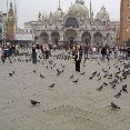 Pigeons on Piazza San Marco, Venice., Venice Italy