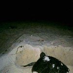 Photos of the turtles in Cayo Largo., Cayo Largo Cuba