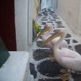 Photos of the pelicans of Mykonos., Mykonos Greece
