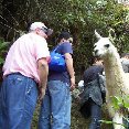 Photo of a local lama in Machu Picchu