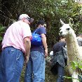 Machu Picchu Peru Photo of a local lama in Machu Picchu