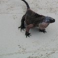 Photo Photo of an iguana at the Bahamas. Nassau Bahamas