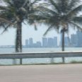 Palm trees in Miami alongside the road.