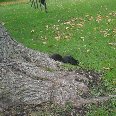 Niagara Falls Canada Photo of a Black Squirrel in Niagara Falls.