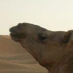 Picture of a camel in the desert of Dubai.