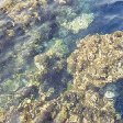 Sharm el-Sheikh Egypt The amazing coral reefs of Sharm el Sheik.