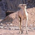 Sharm el-Sheikh Egypt A camel in the desert, Egypt.