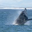 Whale watching at Hermanus!, Hermanus South Africa