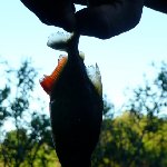 Piranha fishing in Bolivia, pampas tour.