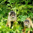 Two little monkeys in the pampas, Bolivia.