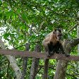 Monkey picture in the rainforest, Bolivia., Rurrenabaque Bolivia