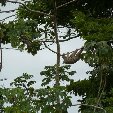 Wildlife tour, photos of Bolivia.