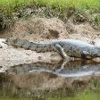 Photos of the caimans in Bolivia.