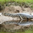 Photos of the caimans in Bolivia., Rurrenabaque Bolivia