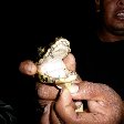 Flecha pampas tour, close up photo of a baby caiman.