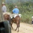 Bolivian horses on the road.