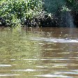 Dolphin spotting in Bolivia, near Rurrenabaque.