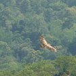 Photo of an eagle flying in the Nilgiri Hills of India.