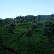 Amazing green landscapes, Kerala, India.