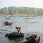 Kochi India Three elephants are getting a bath in the river.