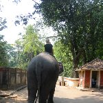 Elephant ride in Cochin, India.