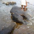 Photo of elephant in the river, Kerala.