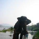 Elephant spa treatment in India.