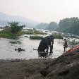 Washing the elephants in Kerala, India.