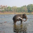 Elehpant in the Kerala river spraying water.