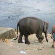 Elephant walking to the water for its bath.