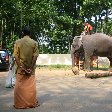 Ready for an elephant ride in Kerala.