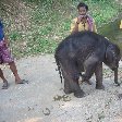Pictures of a baby elephant getting a bath in India.