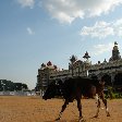 Indian cow posing in front of the Mysore Palace., Mysore India