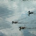 Baby swans swimming around in Nottingham.