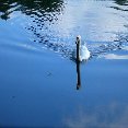 Beautiful swan in Nottingham, United Kingdom.