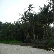 The palm trees of Parque Tayrona, Colombia.