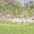 Picures of the Mendoza wine country