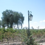 Wineries in Mendoza, cycling tour