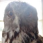 Cute owl at the Natuurhistorisch Museum in Maastricht