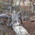 Photos of the Carved Forest of El Bolson Tallado, El Bolson Argentina