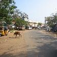 Crop eating cows on the road in Mahabalipuram, India, Mahabalipuram India