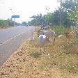 Cows on the side of the road in Mahabalipuram, Tamil Nadu