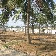 Palm trees near our hotel in Mamallapuram 