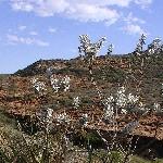 Photos of the flora in Kalbarri