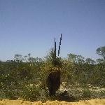 Photos of the boab trees in Kalbarri National Park