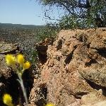 Yellow wildflowers in Kalbarri National Park