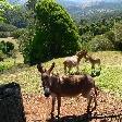 Spa Views Donkeys, Sassy, Tassy and Uri over looking the valley below, Maleny Australia