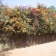 Ile de Goree Senegal Flowering bougainvillea at Ile de Goree, Senegal