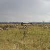 Pictures of the Serengeti National Park in Tanzania