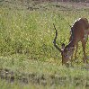 Grazing antilope in Serengeti National Park in Tanzania